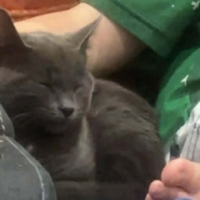 Photo of Nido Queen **2nd Chance Rescue**