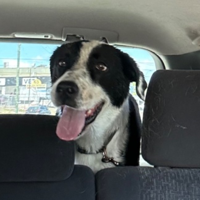Photo of Tilly