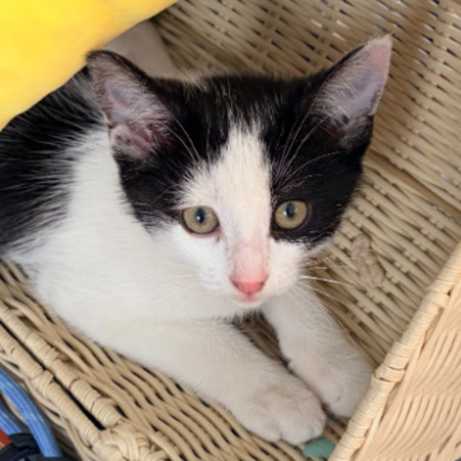 Photo of Pepper
