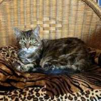 Photo of Dasha   Located In Northcote
