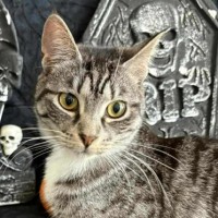 Photo of Asteria **2nd Chance Cat Rescue**