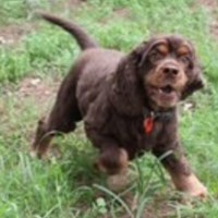 Photo of Dusty & Misty