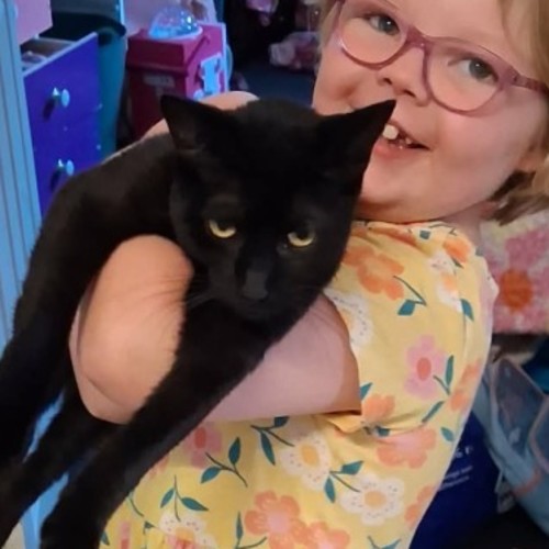 Dos - Domestic Short Hair (DSH) Cat