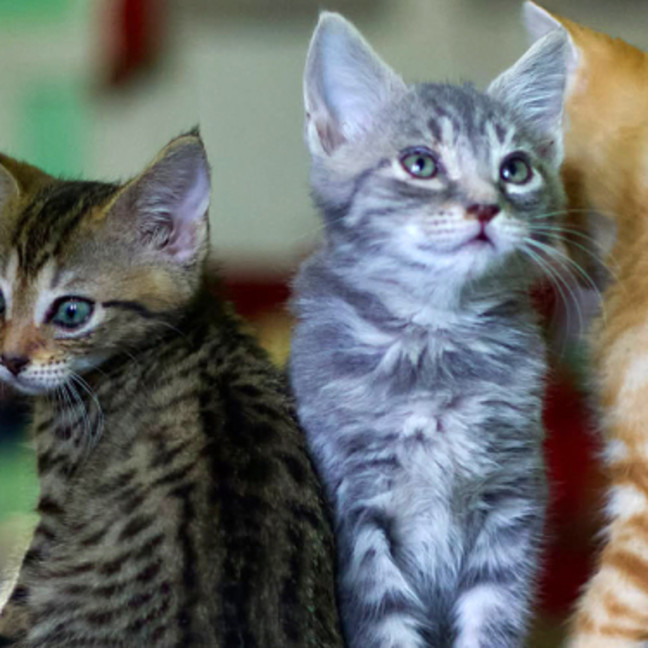 Photo of 🌺 Lola 🌺