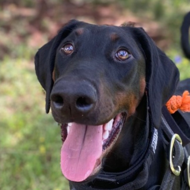 Photo of Ms. A. Von Dobermann