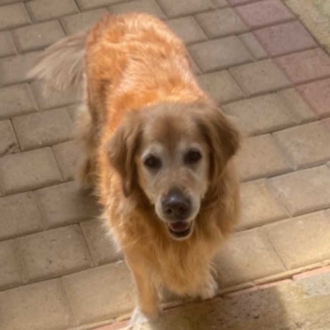 Photo of Daisy And Tonka 