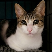 Photo of Misty