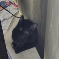 Photo of Joey