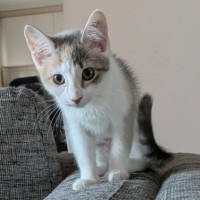 Photo of Pebbles 
