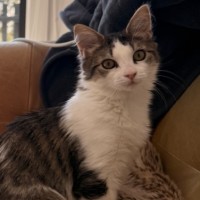 Photo of Honey & Pickle