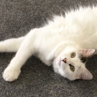 Photo of Estelle ^^Dandy Cat Rescue^^