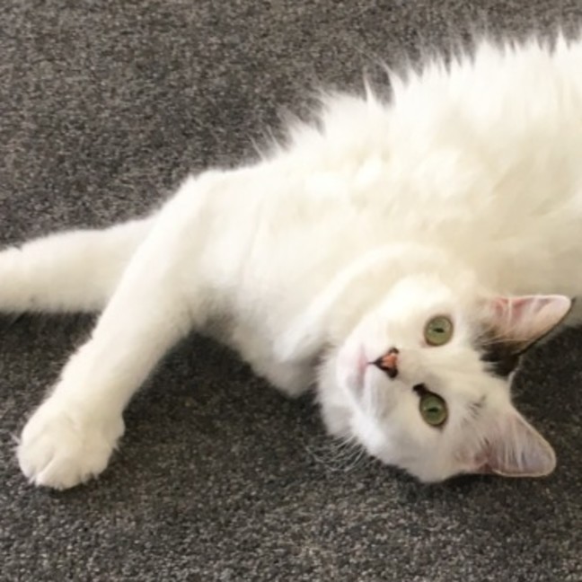 Photo of Estelle ^^Dandy Cat Rescue^^