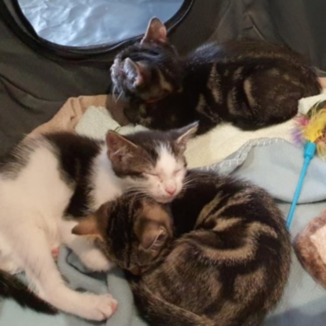 Photo of Ceasar ** 2nd Chance Cat Rescue**