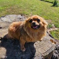 Photo of Gypsy And Marley