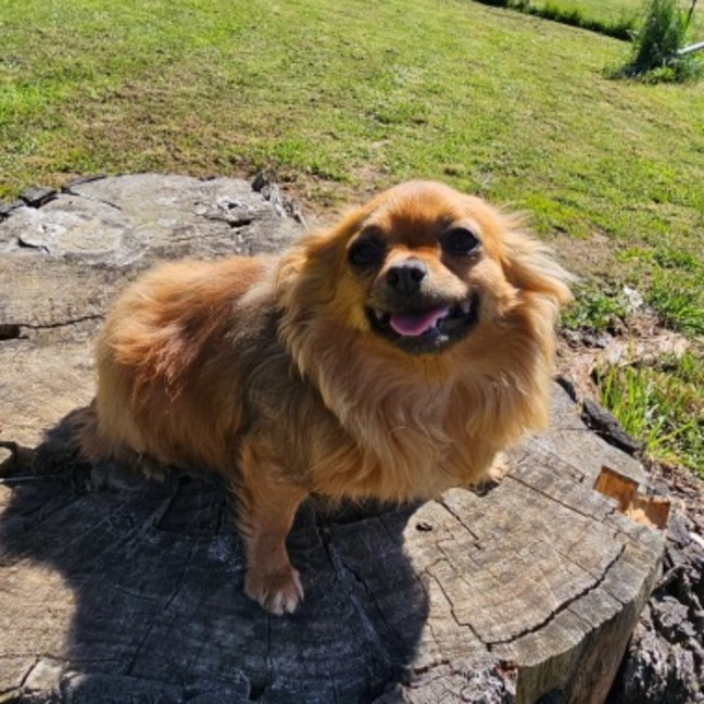 Photo of Gypsy And Marley