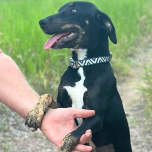 Jojo - Australian Kelpie Dog