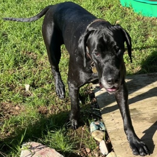 Nardoo - Great Dane Dog