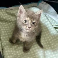 Photo of Charlie 🐱