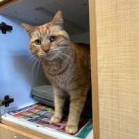 Photo of Link
