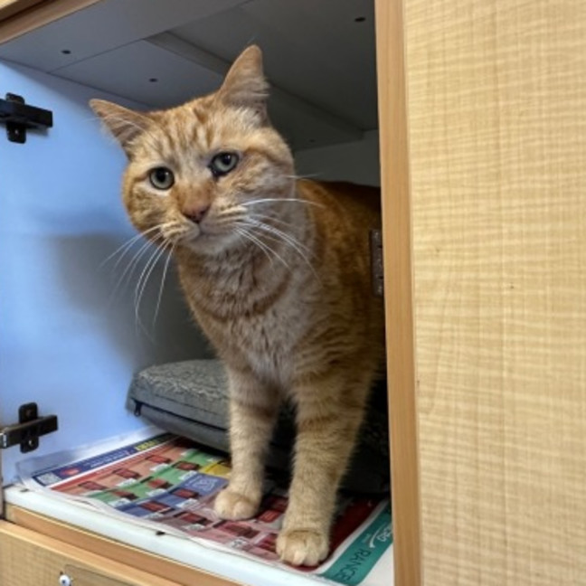 Photo of Link