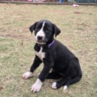 Photo of Ember