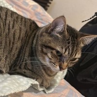 Photo of Lily