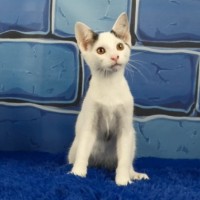 Photo of Dennis The Menace