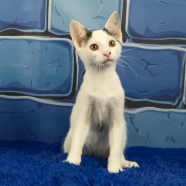 Photo of Dennis The Menace