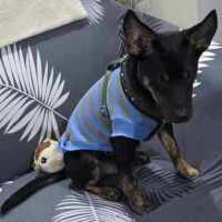Photo of Rascal