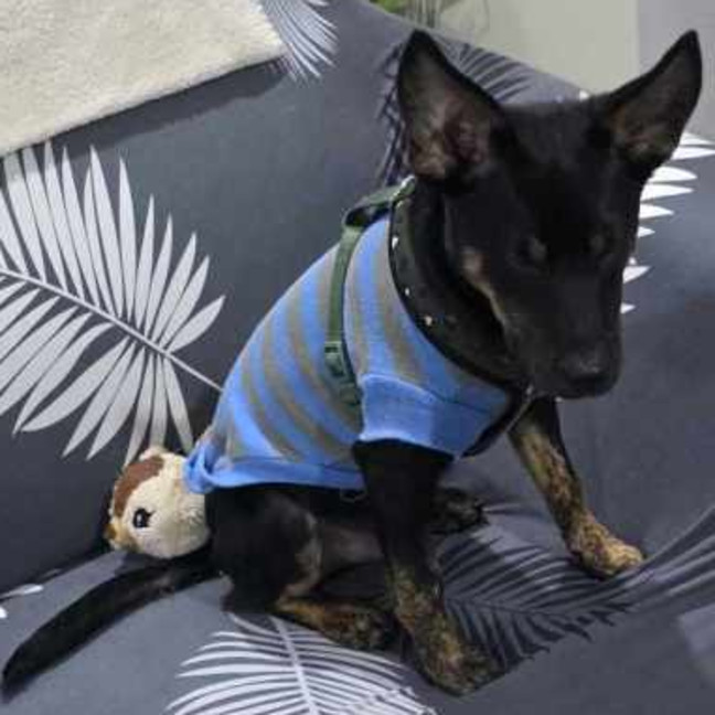 Photo of Rascal