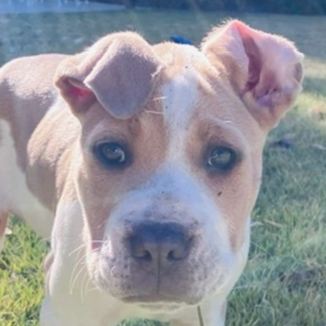 Photo of Bud