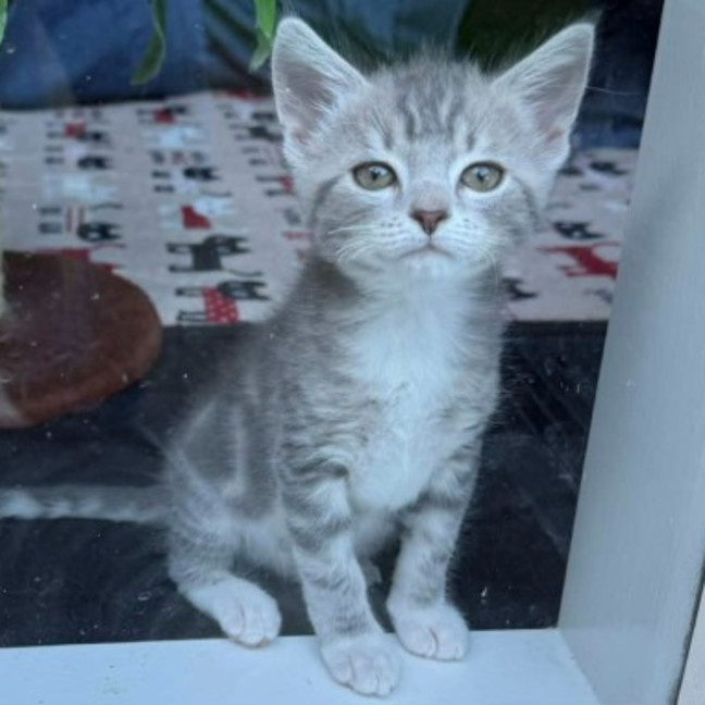 Photo of Lyra **2nd Chance Cat Rescue **