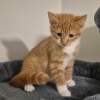 Photo of Simba