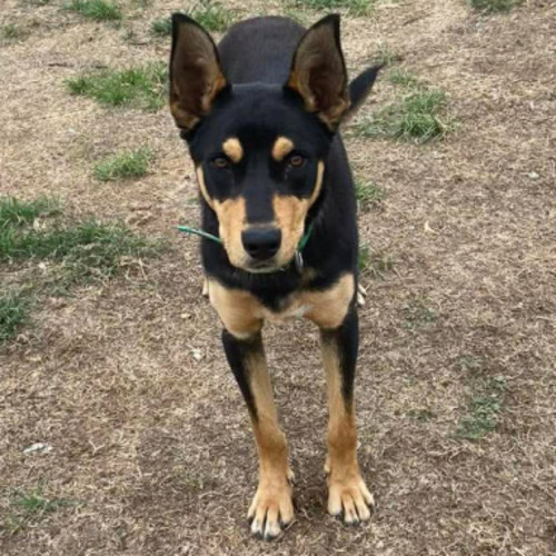 Kevin  - Australian Kelpie Dog