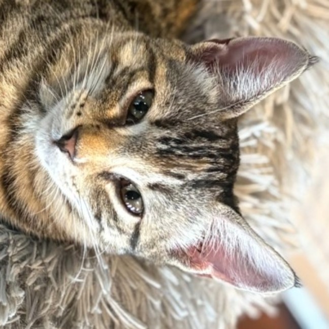 Photo of Lucy