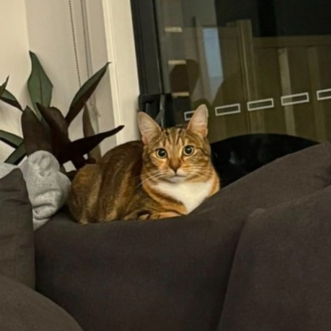 Photo of Candy