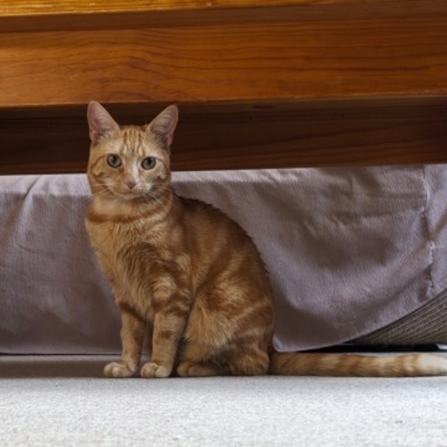 Photo of Quinn, Artemis & Ginge