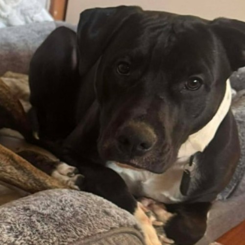 Onyx - American Staffordshire Terrier Dog