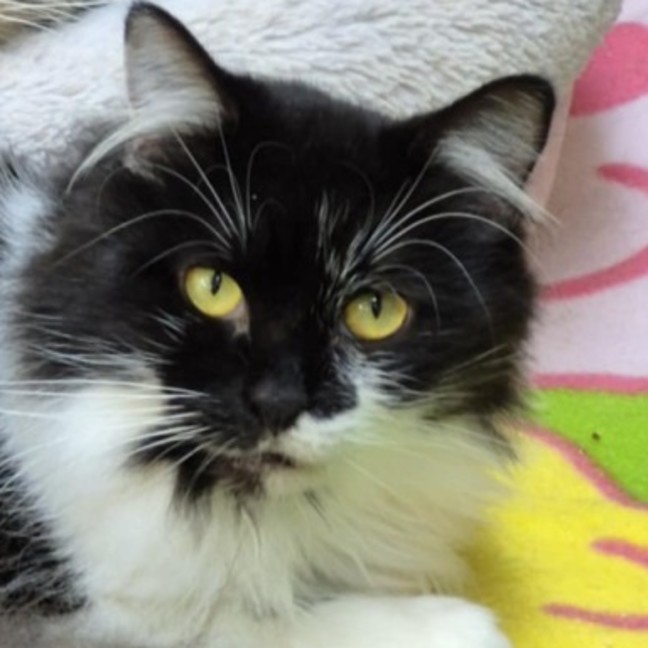 Photo of Buttons **2nd Chance Cat Rescue**