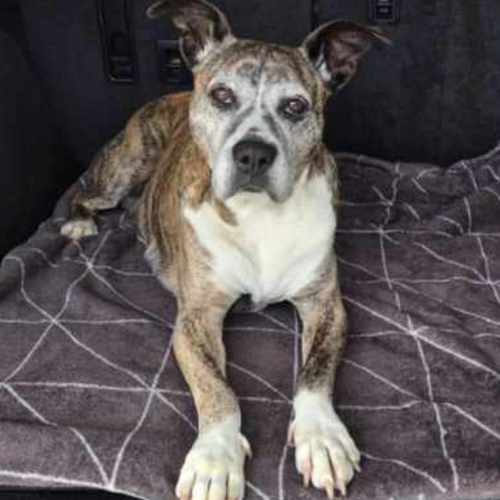 Becky  - Boxer Dog