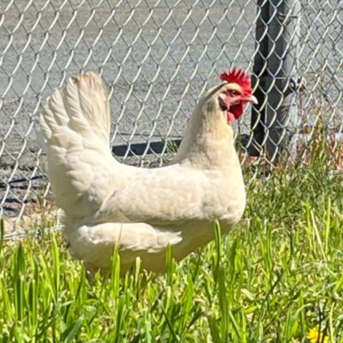 Pearl 🐔✨ -  Chicken