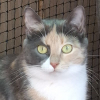 Photo of Bambi**2nd Chance Cat Rescue**