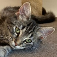 Photo of Stella ^^Dandy Cat Rescue^^