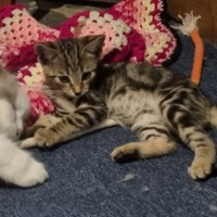Photo of Inky