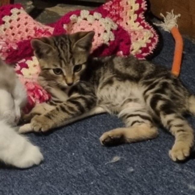 Photo of Inky