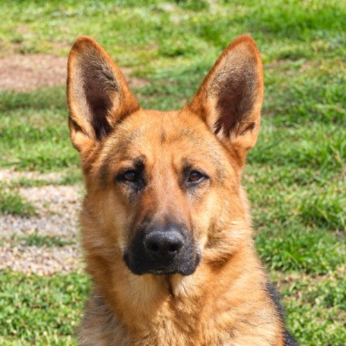 Lawson - German Shepherd Dog