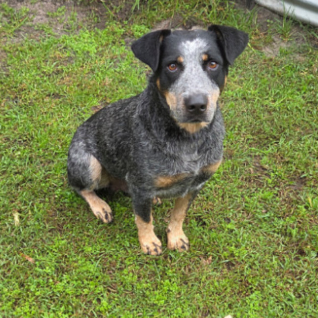 Photo of Digger