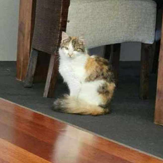 Photo of Amberlee **2nd Chance Cat Rescue**