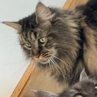 Photo of 💛 Zeppelin 💛