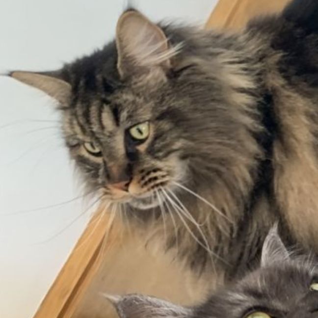 Photo of 💛 Zeppelin 💛